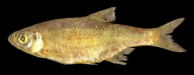 Alburnoides varentsovi