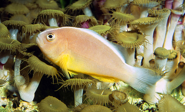 Amphiprion akallopisos