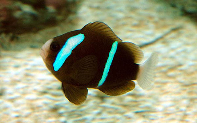 Amphiprion akindynos