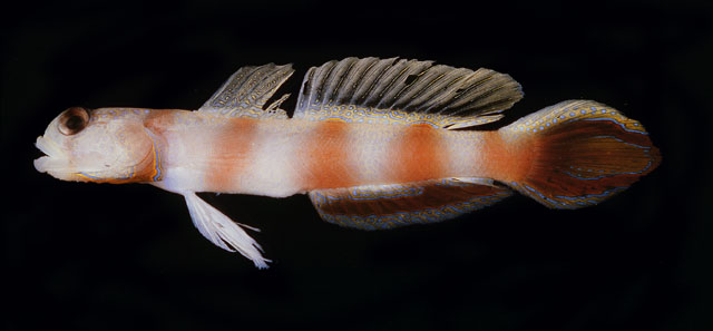 Ambel_u0.jpg