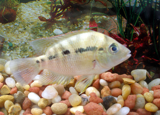 Cribroheros diquis