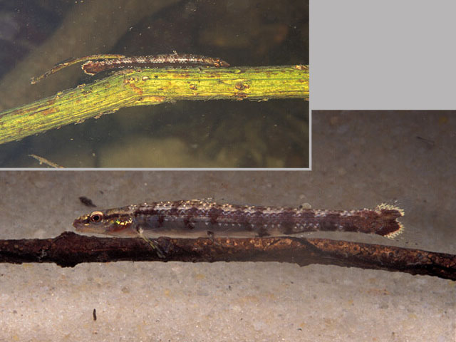 Ammocryptocharax elegans