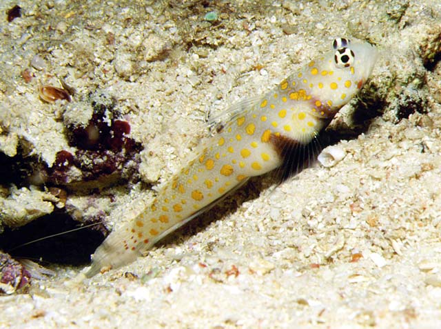 Amblyeleotris guttata