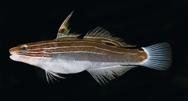 Amhec_u0.jpg