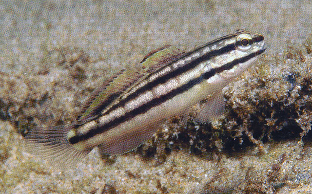 Amlin_u2.jpg