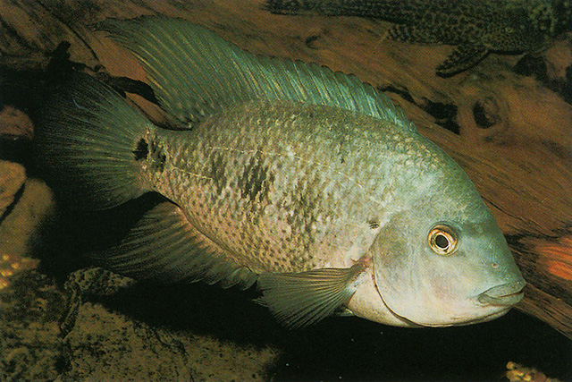 Astatheros macracanthus