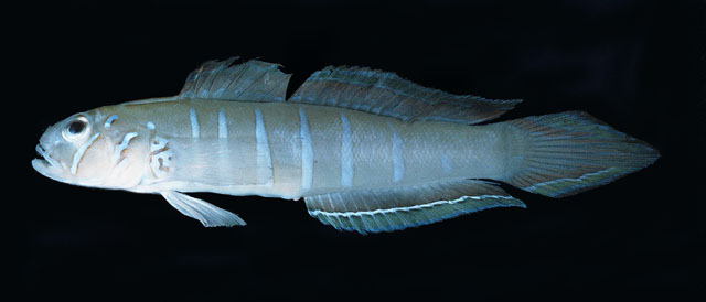 Amblygobius magnusi