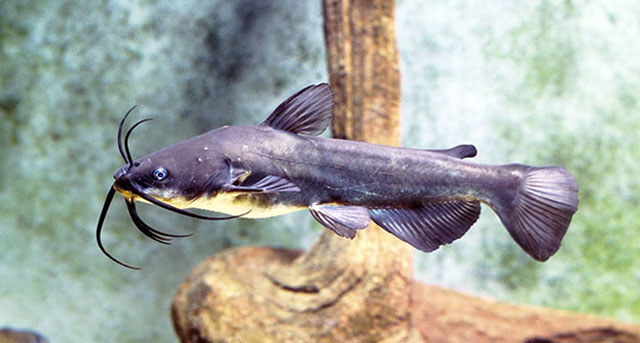 Ameiurus melas