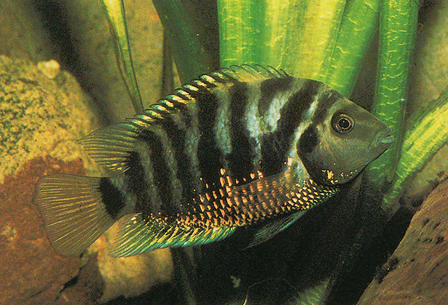 Amatitlania nigrofasciata