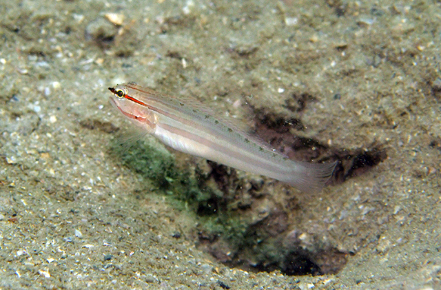 Amblygobius nocturnus