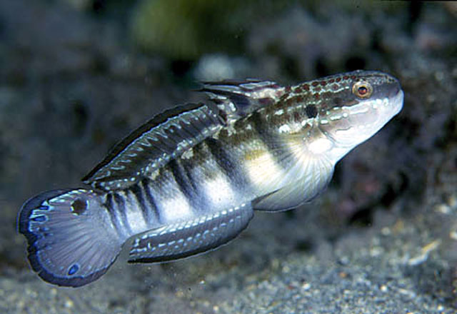 Ampha_u8.jpg