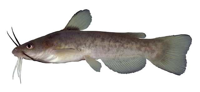 Ameiurus platycephalus