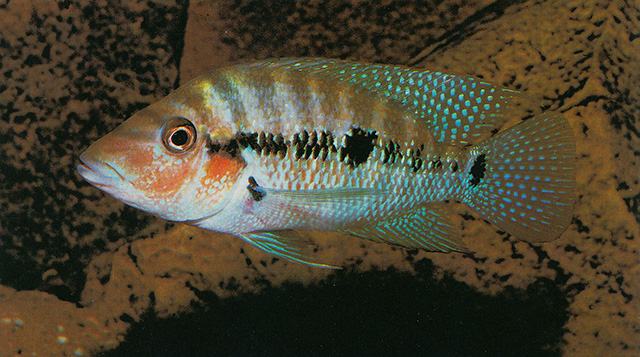 Cribroheros robertsoni