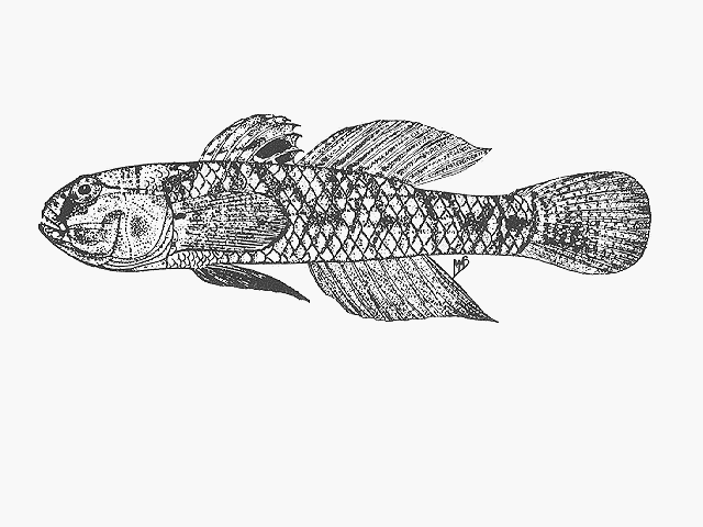 Acentrogobius signatus