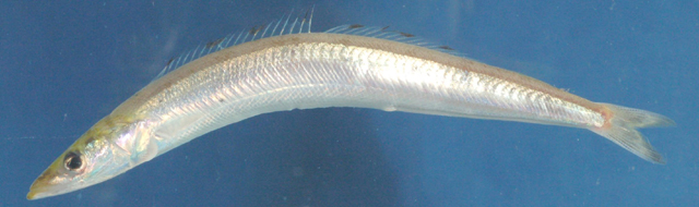 Ammodytoides xanthops