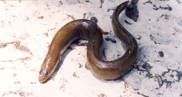 Anguilla anguilla