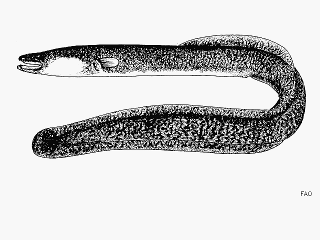 Anguilla labiata