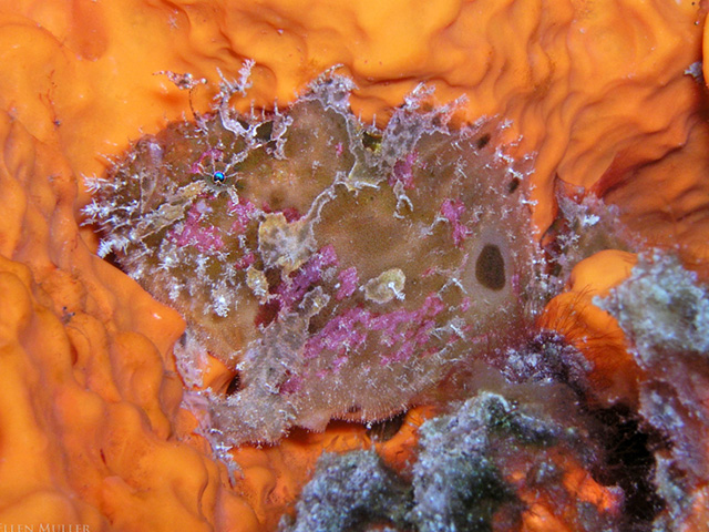 Abantennarius bermudensis