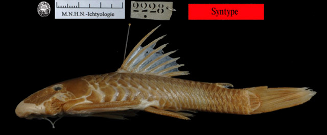 Ancistrus bufonius