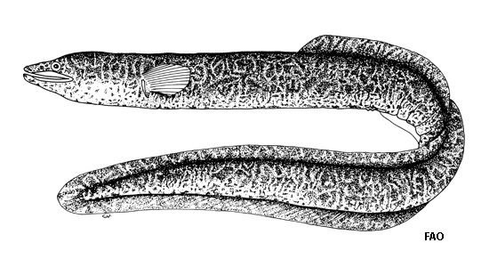 Anguilla celebesensis