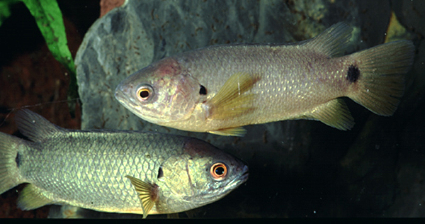 Ancob_u0.jpg