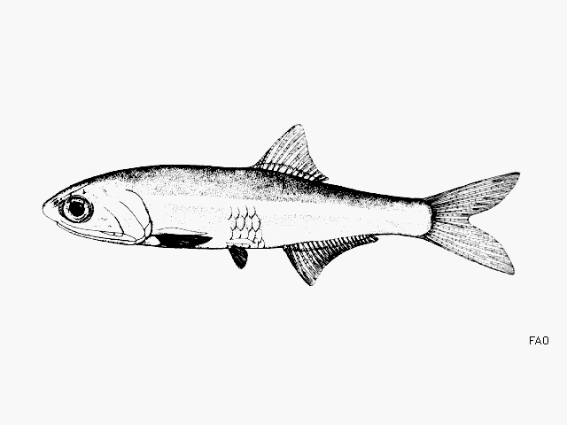 Anchoa colonensis