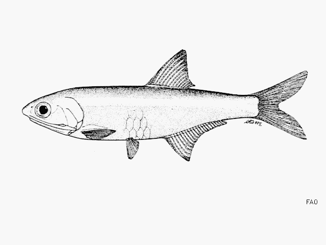 Anchoa curta