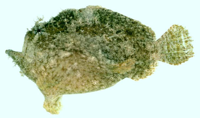 Abantennarius dorehensis
