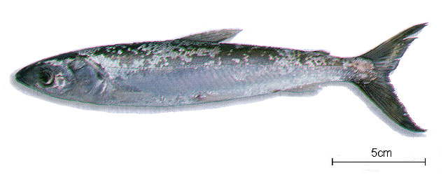 Anodus elongatus