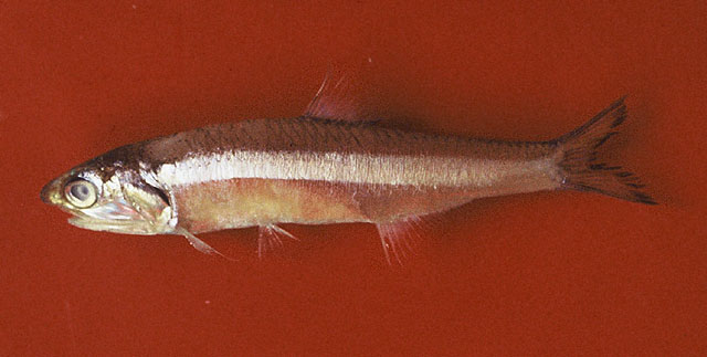 Anchoa filifera