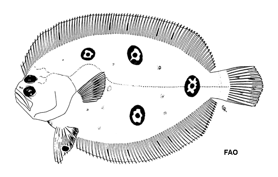 Ancylopsetta kumperae