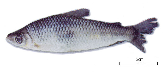 Anostomoides atrianalis