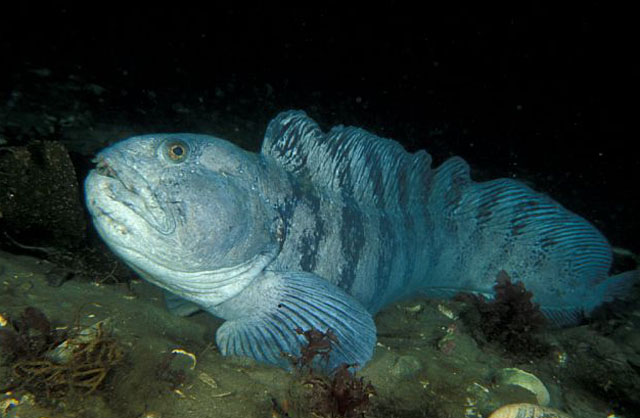 Anarhichas lupus
