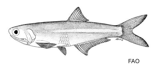 Anchoa pectoralis