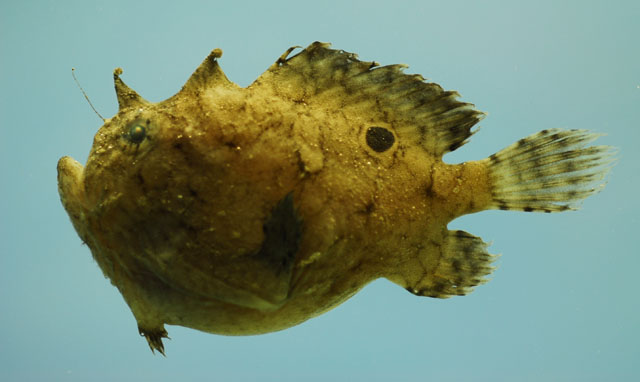 Fowlerichthys radiosus