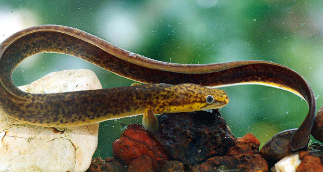 Anguilla reinhardtii