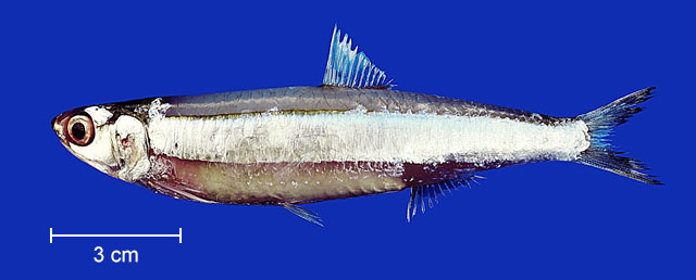Anchoviella sanfranciscana