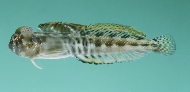 Antennablennius simonyi