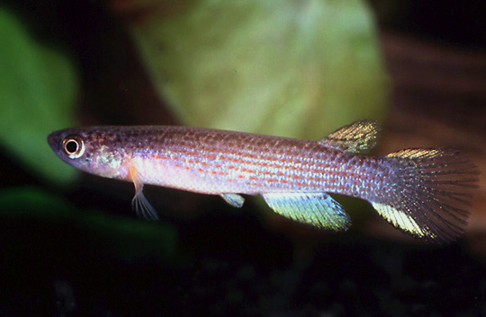 Anablepsoides stagnatus
