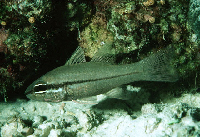 Pristiapogon abrogramma