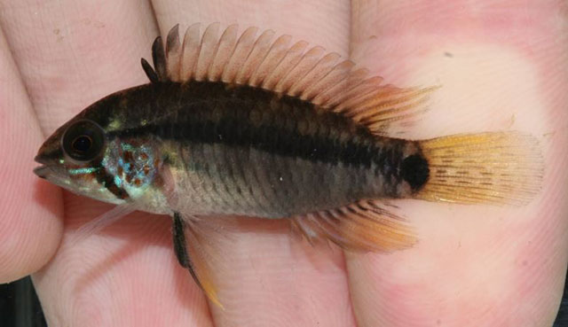 Apistogramma acrensis