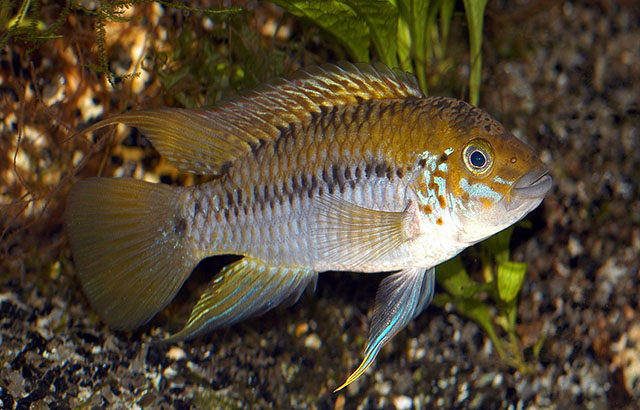 Apistogramma alacrina