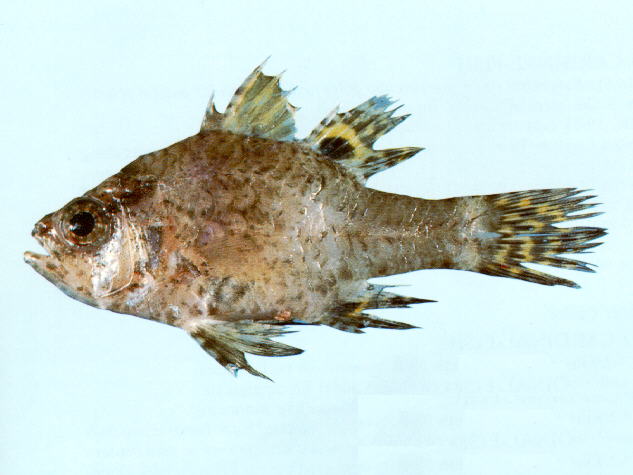 Apalb_u0.jpg
