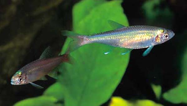 Aphyocharax anisitsi