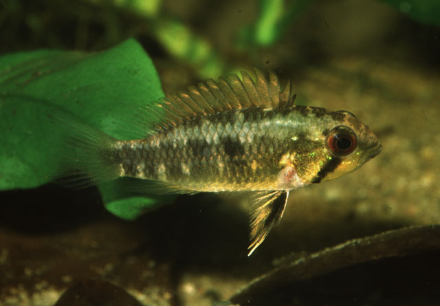Apistogramma arua