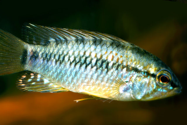 Apistogramma atahualpa