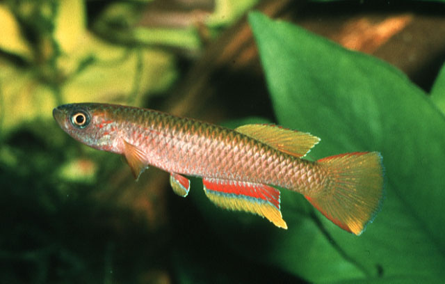 Aphyosemion aureum