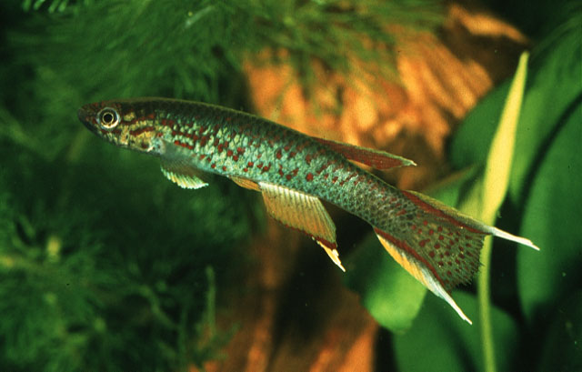 Aphyosemion australe