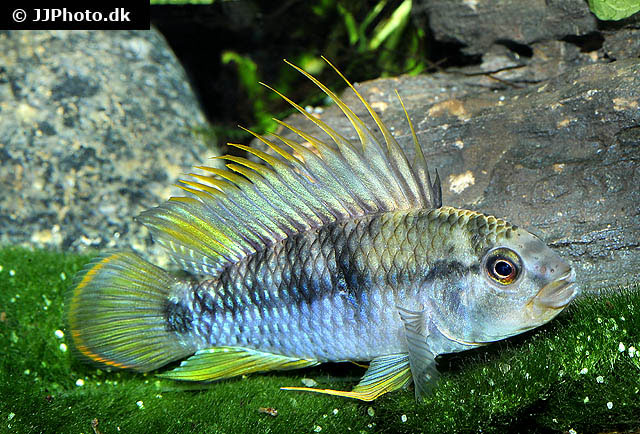Apistogramma baenschi
