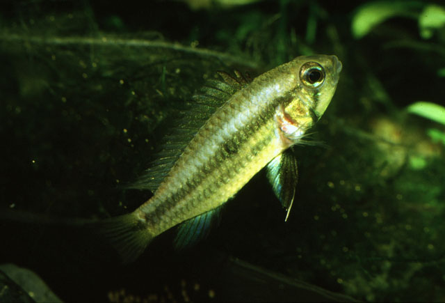 Apistogramma bitaeniata